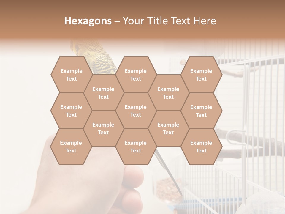 Parrot Cage Tame PowerPoint Template