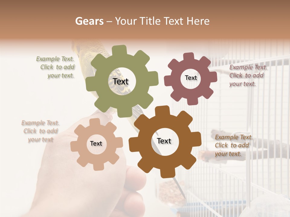 Parrot Cage Tame PowerPoint Template