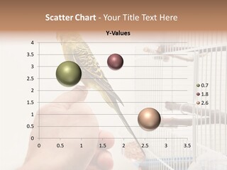 Parrot Cage Tame PowerPoint Template
