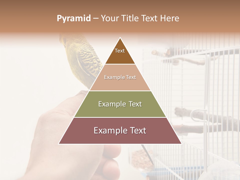 Parrot Cage Tame PowerPoint Template