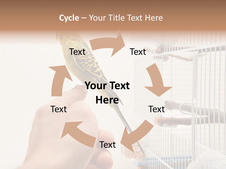 Parrot Cage Tame PowerPoint Template