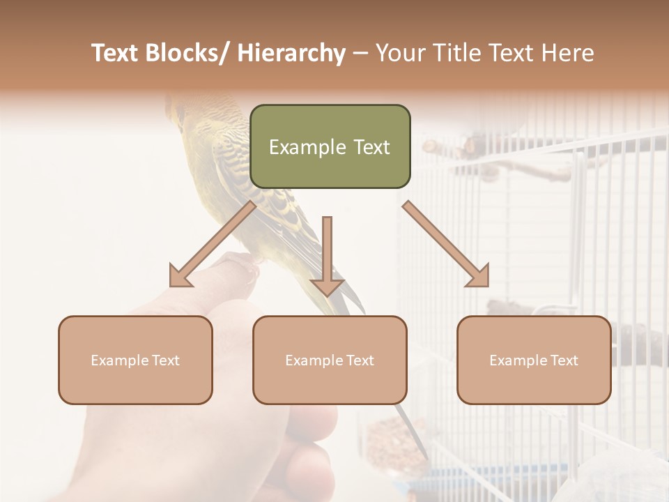 Parrot Cage Tame PowerPoint Template