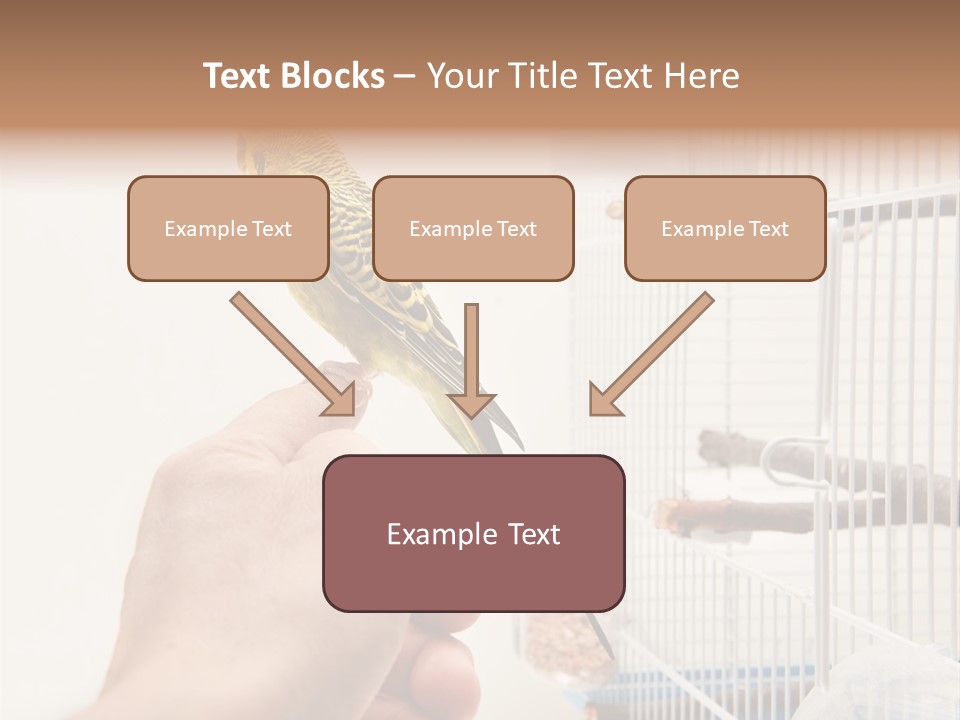 Parrot Cage Tame PowerPoint Template