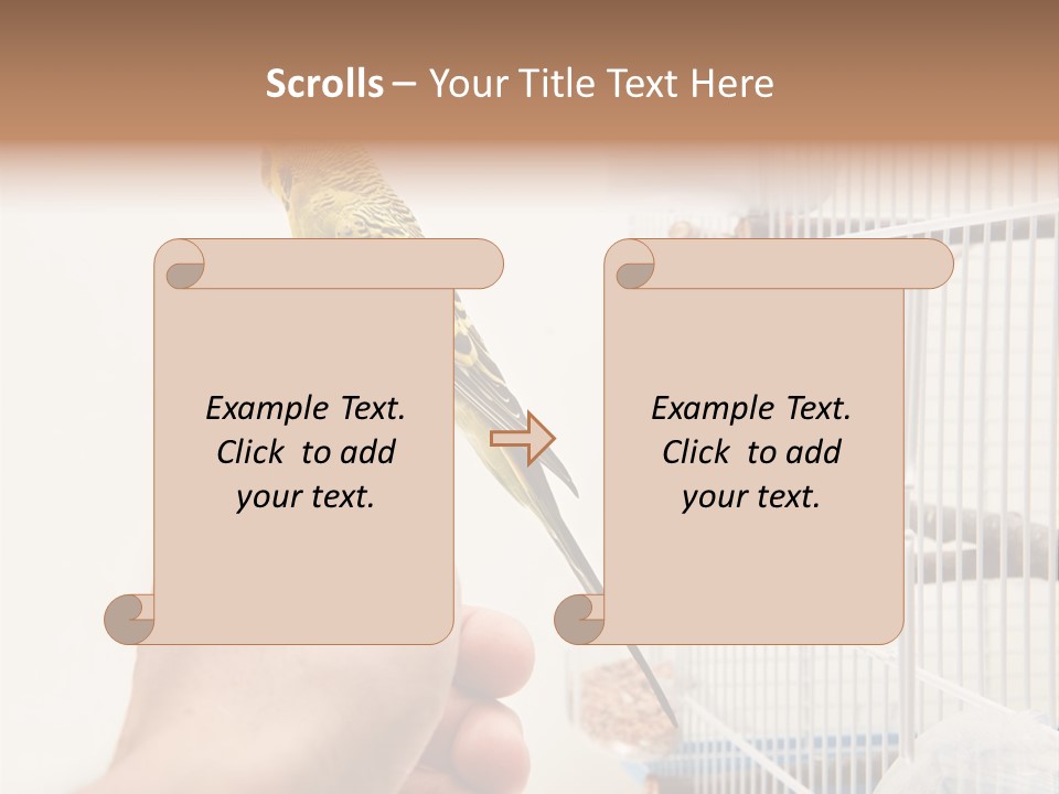 Parrot Cage Tame PowerPoint Template
