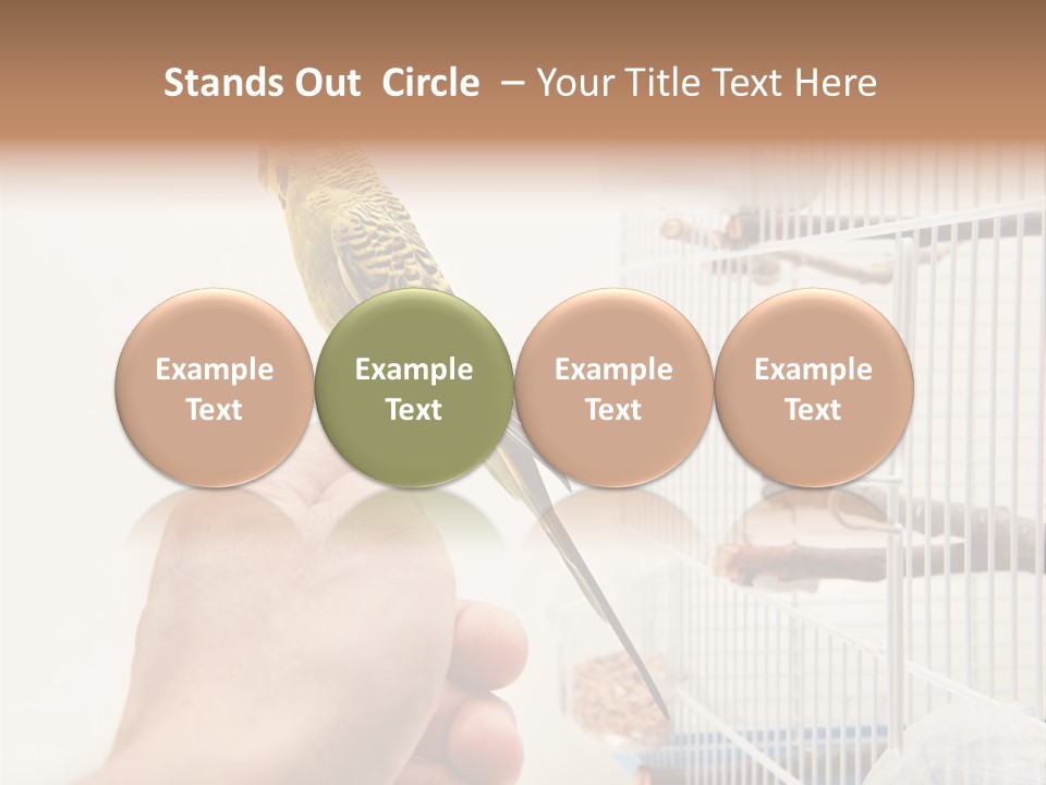 Parrot Cage Tame PowerPoint Template