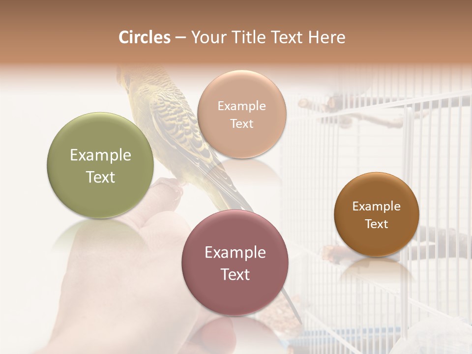 Parrot Cage Tame PowerPoint Template