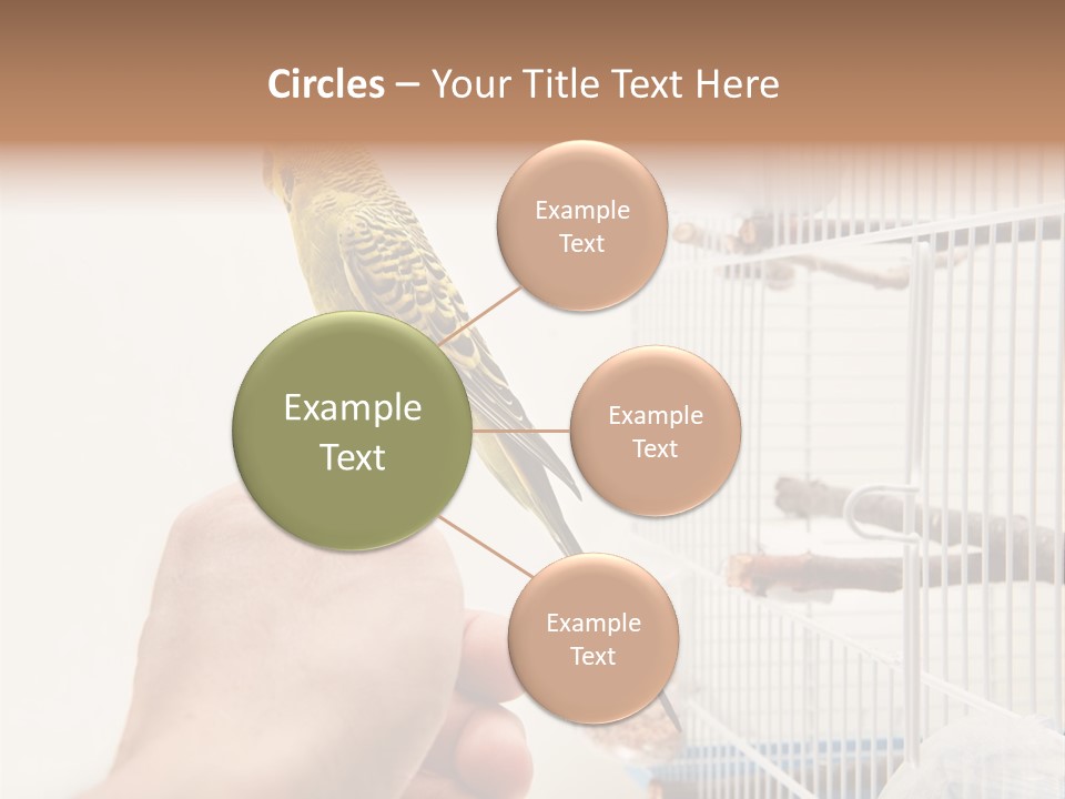 Parrot Cage Tame PowerPoint Template