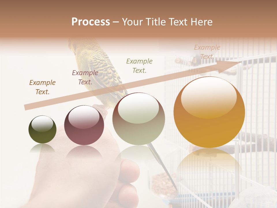Parrot Cage Tame PowerPoint Template