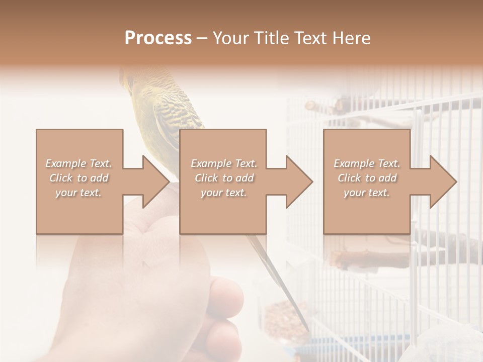 Parrot Cage Tame PowerPoint Template