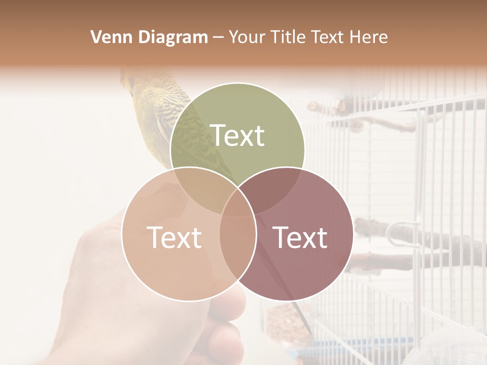 Parrot Cage Tame PowerPoint Template