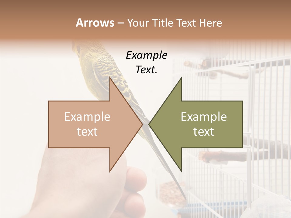 Parrot Cage Tame PowerPoint Template