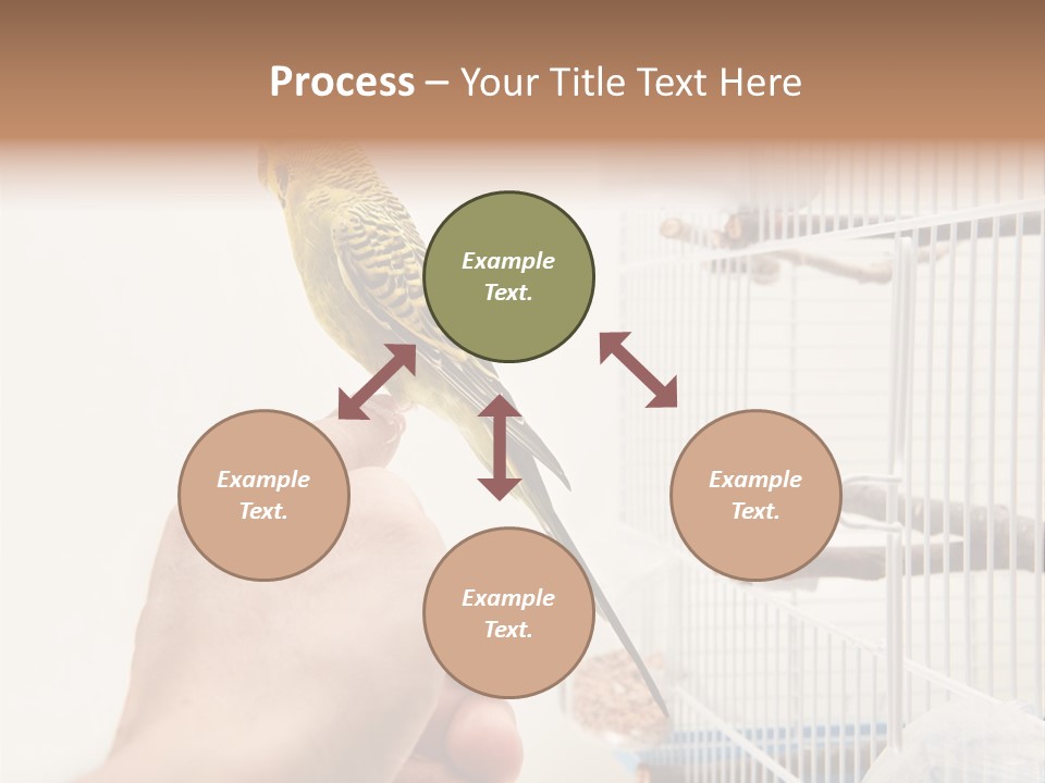 Parrot Cage Tame PowerPoint Template