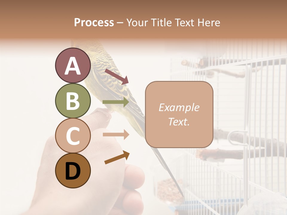 Parrot Cage Tame PowerPoint Template