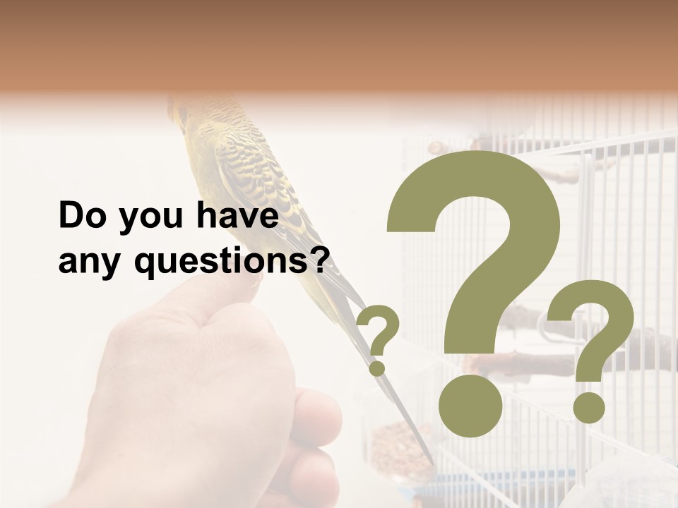 Parrot Cage Tame PowerPoint Template