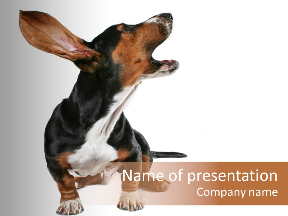 Animal Humor Isolated PowerPoint Template