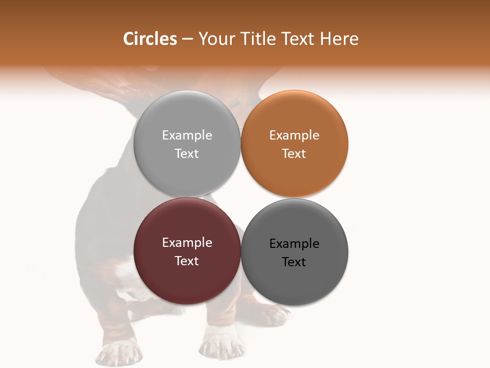 Animal Humor Isolated PowerPoint Template