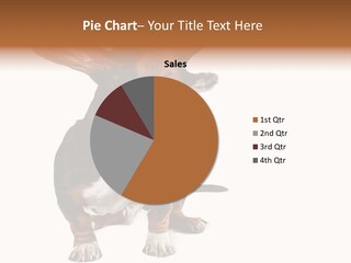 Animal Humor Isolated PowerPoint Template