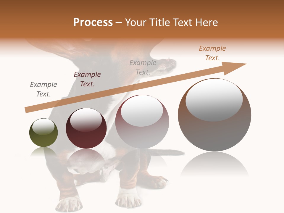 Animal Humor Isolated PowerPoint Template