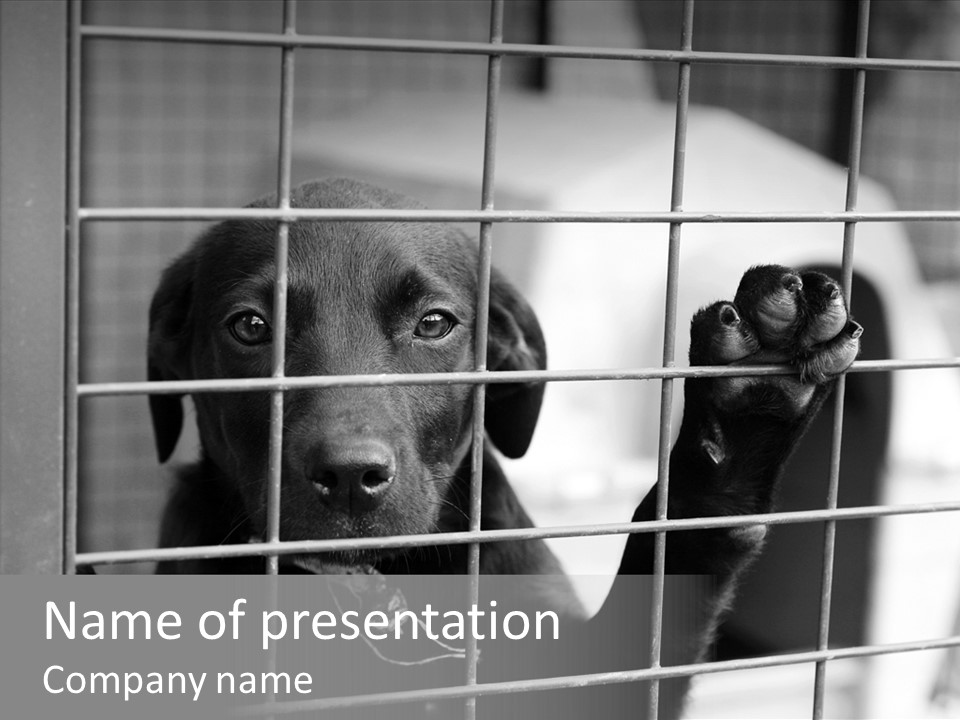 Wires Dog Pet PowerPoint Template