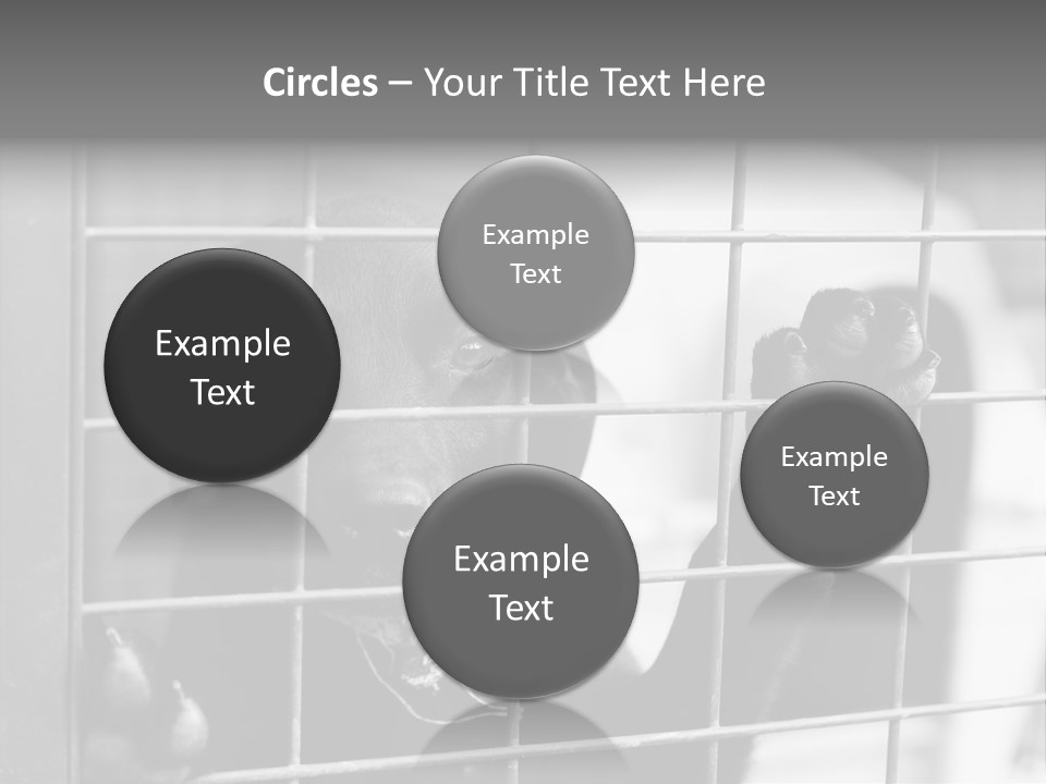 Wires Dog Pet PowerPoint Template