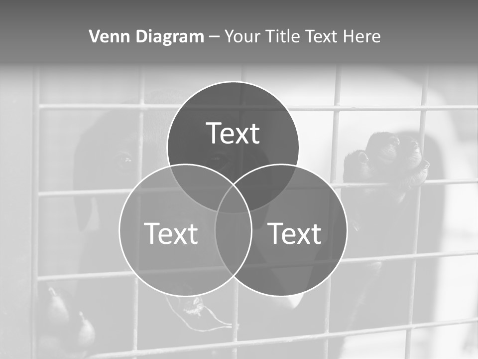 Wires Dog Pet PowerPoint Template