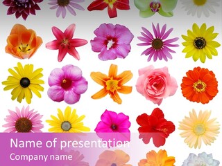 Set Rose Blossom PowerPoint Template