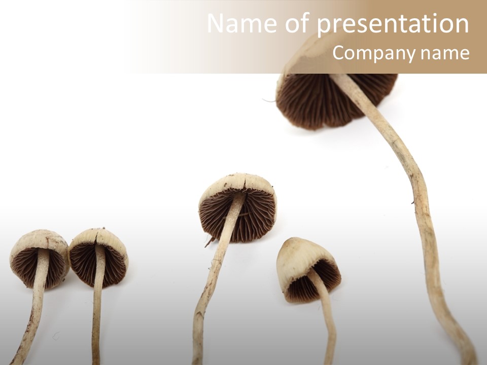 Fir Fungi Ritual PowerPoint Template