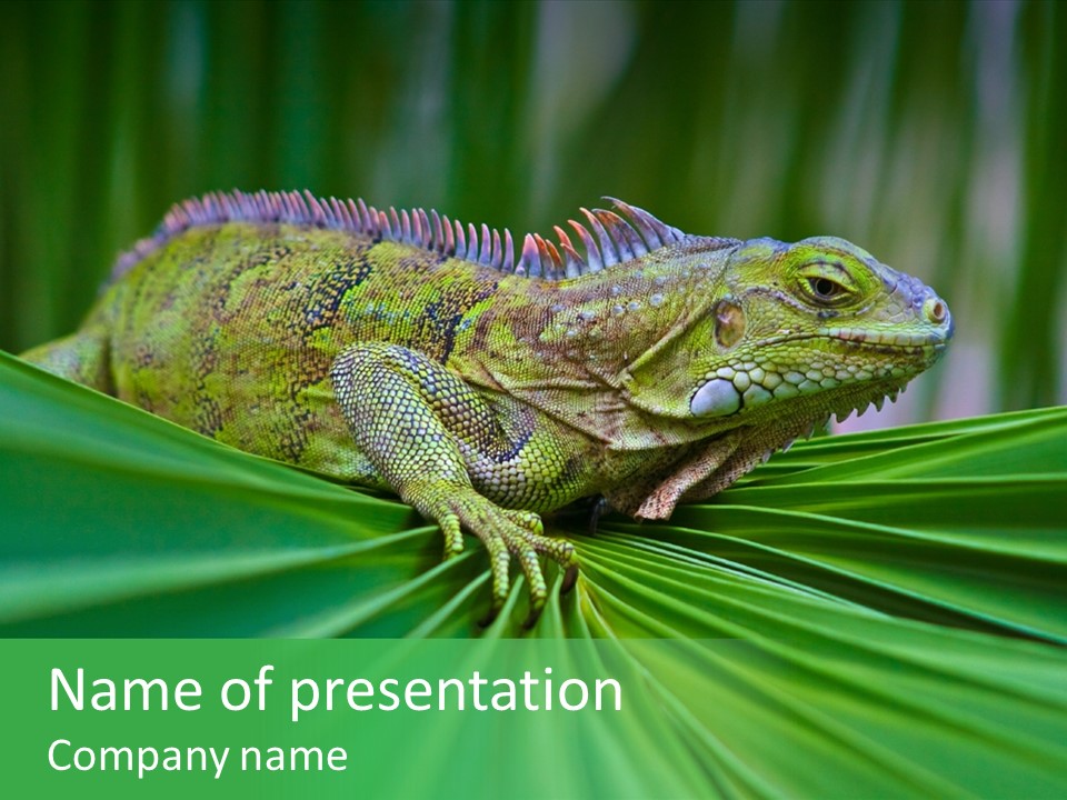 Iguana Green Wildlife PowerPoint Template