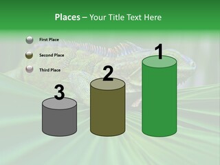 Iguana Green Wildlife PowerPoint Template