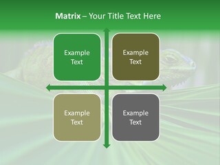 Iguana Green Wildlife PowerPoint Template