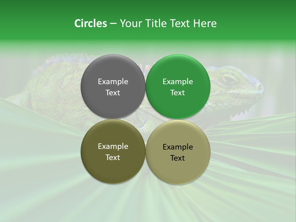 Iguana Green Wildlife PowerPoint Template