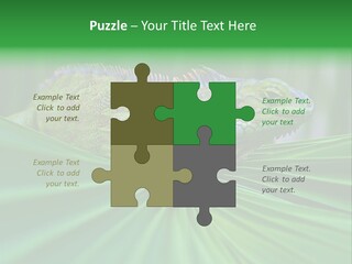Iguana Green Wildlife PowerPoint Template