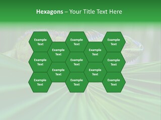 Iguana Green Wildlife PowerPoint Template