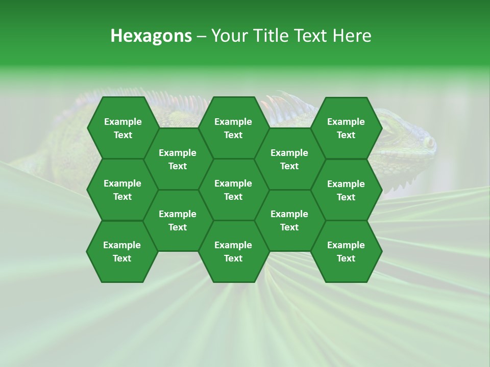 Iguana Green Wildlife PowerPoint Template