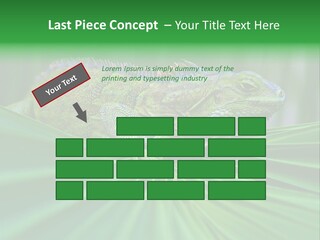 Iguana Green Wildlife PowerPoint Template