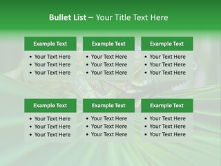 Iguana Green Wildlife PowerPoint Template