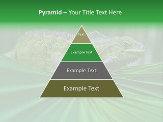 Iguana Green Wildlife PowerPoint Template