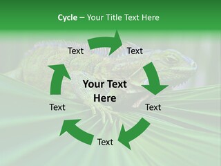 Iguana Green Wildlife PowerPoint Template