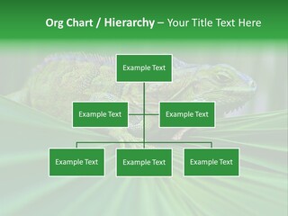 Iguana Green Wildlife PowerPoint Template