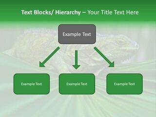Iguana Green Wildlife PowerPoint Template