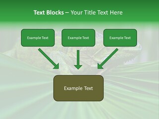 Iguana Green Wildlife PowerPoint Template