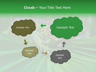 Iguana Green Wildlife PowerPoint Template