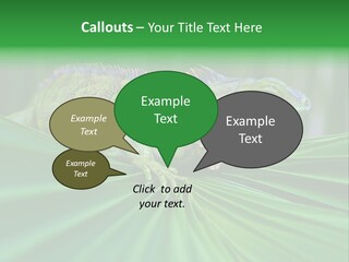 Iguana Green Wildlife PowerPoint Template