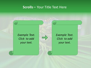 Iguana Green Wildlife PowerPoint Template