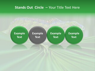 Iguana Green Wildlife PowerPoint Template