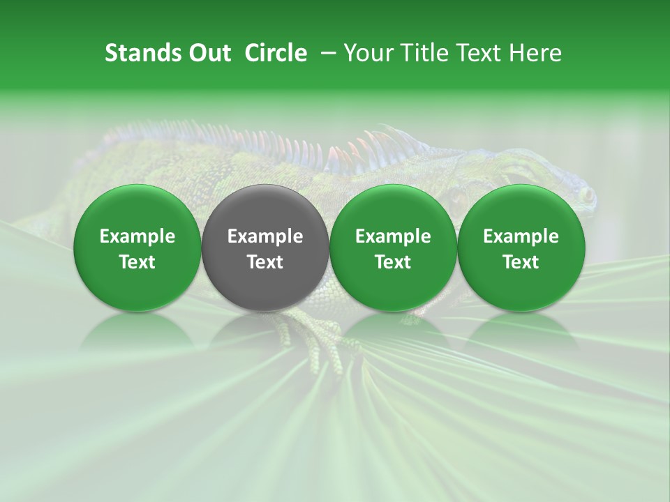 Iguana Green Wildlife PowerPoint Template