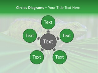 Iguana Green Wildlife PowerPoint Template