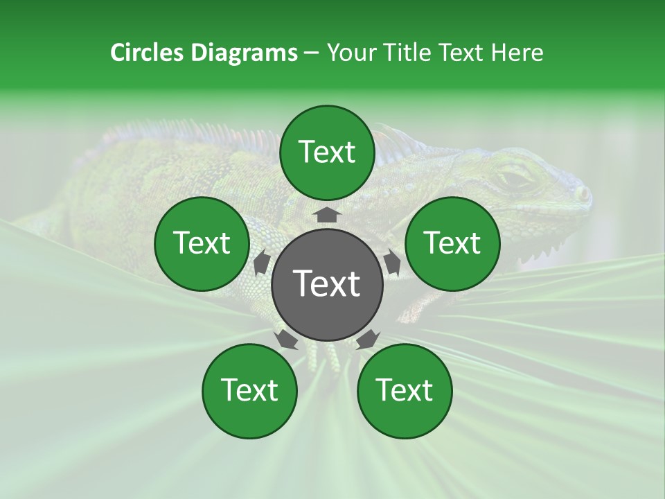 Iguana Green Wildlife PowerPoint Template