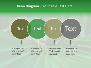 Iguana Green Wildlife PowerPoint Template