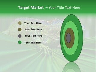 Iguana Green Wildlife PowerPoint Template